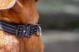 Standard vs Wide Dog Collars: Which One Is Right for Your Dog?