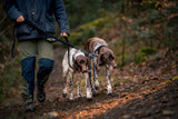 Summer Dog Walking Essentials: Collars, Leads and Tips for Warmer Days