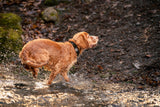 New Dog Owner Checklist: Why a Good Collar and Lead Should Be at the Top