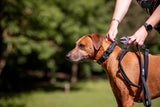 Ready for Every Adventure: Dog Collars and Leads Made for Exploring
