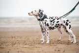 Late Summer Walks – Why Comfortable Collars and Leads Matter More Than Ever